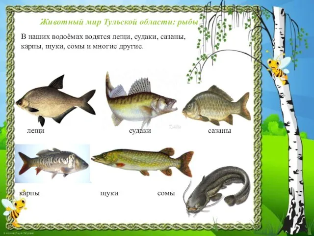 Животный мир Тульской области: рыбы В наших водоёмах водятся лещи, судаки,