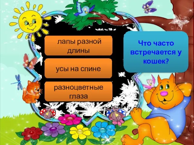 Что часто встречается у кошек? лапы разной длины усы на спине разноцветные глаза