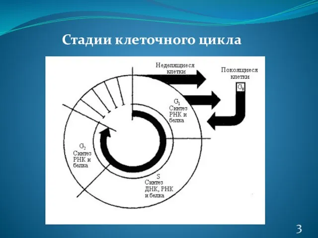 Стадии клеточного цикла