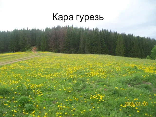 Кара гурезь