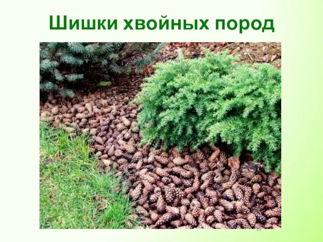 Шишки хвойных пород