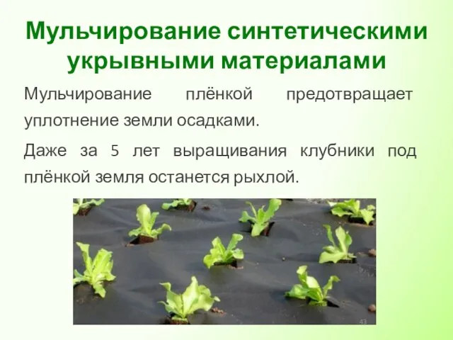 Мульчирование плёнкой предотвращает уплотнение земли осадками. Даже за 5 лет выращивания