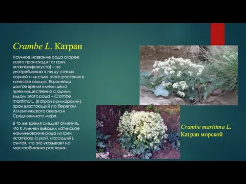 Crambe L. Катран Научное название рода скорее всего происходит от греч.