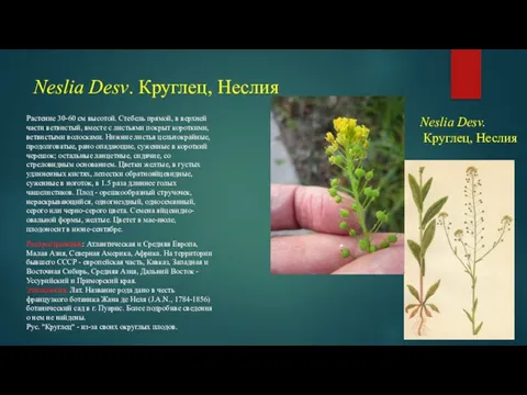 Neslia Desv. Круглец, Неслия Растение 30-60 см высотой. Стебель прямой, в