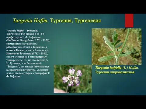 Turgenia Hoffm. Тургения, Тургеневия Turgenia Hoffm. - Тургения, Тургеневия. Род описан