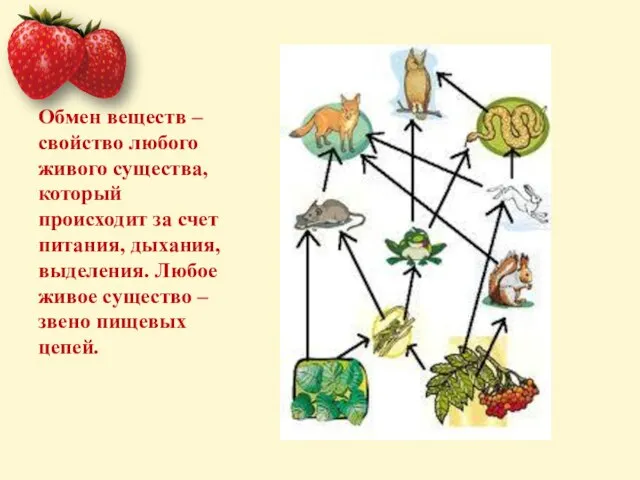 Обмен веществ – свойство любого живого существа, который происходит за счет