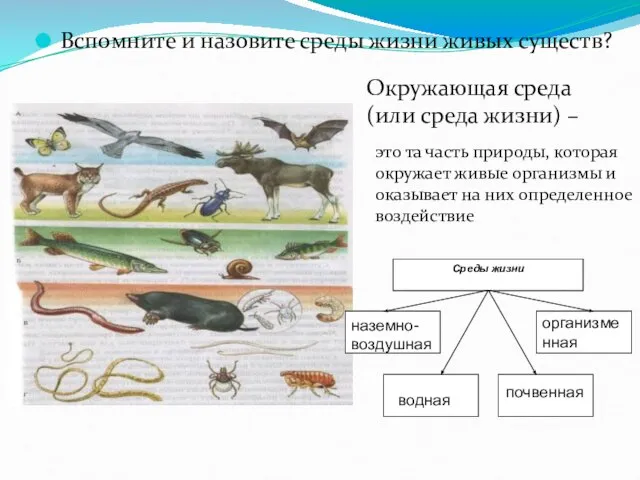 Вспомните и назовите среды жизни живых существ? Окружающая среда (или среда