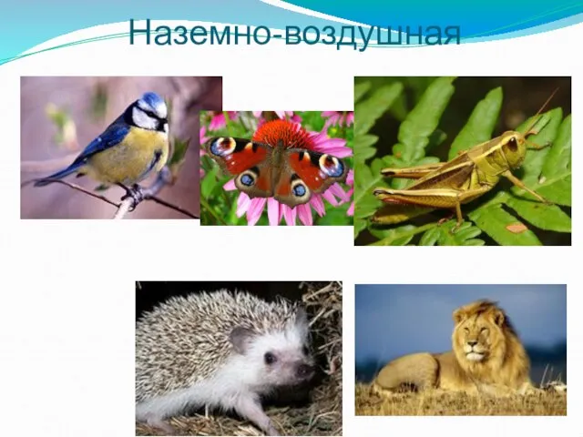 Наземно-воздушная