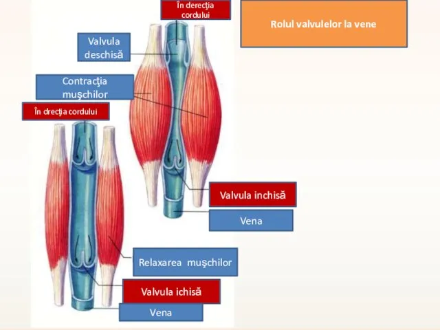 Rolul valvulelor la vene În derecţia cordului Contracţia muşchilor Valvula deschisă