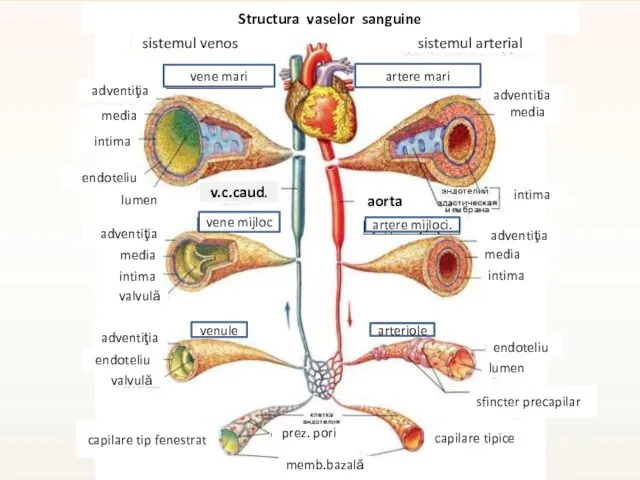 artere mari vene mari artere mijloci. arteriole vene mijloc venule sistemul