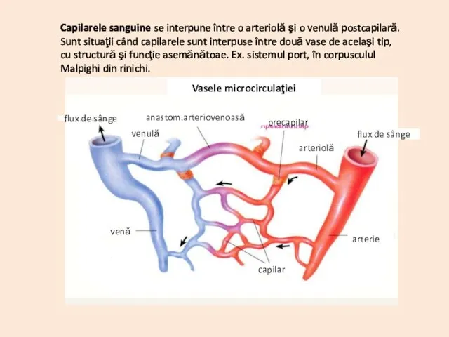 Capilarele sanguine se interpune între o arteriolă şi o venulă postcapilară.