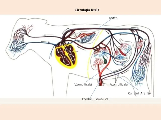 Circulaţia fetală A.ombilicale V.ombilicală Canalul Aranţii Cordonul ombilical aorta