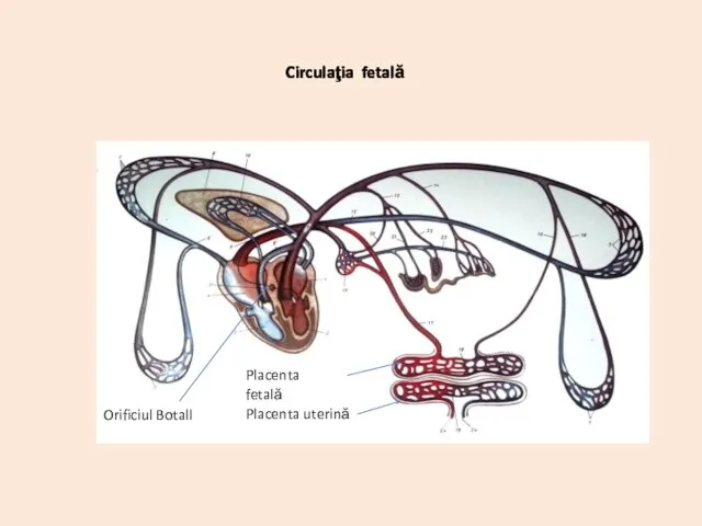 Circulaţia fetală Placenta fetală Placenta uterină Orificiul Botall