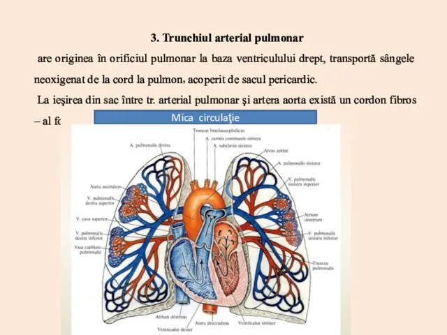 3. Trunchiul arterial pulmonar are originea în orificiul pulmonar la baza