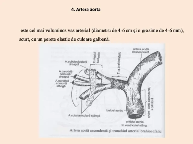 este cel mai voluminos vas arterial (diametru de 4-6 cm şi