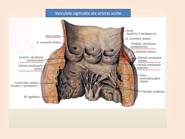 Valvulele sigmoide ale arterei aorte