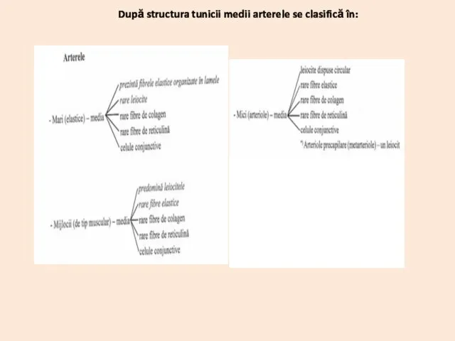 Endartera Adventicea Vasele vaselor După structura tunicii medii arterele se clasifică în: