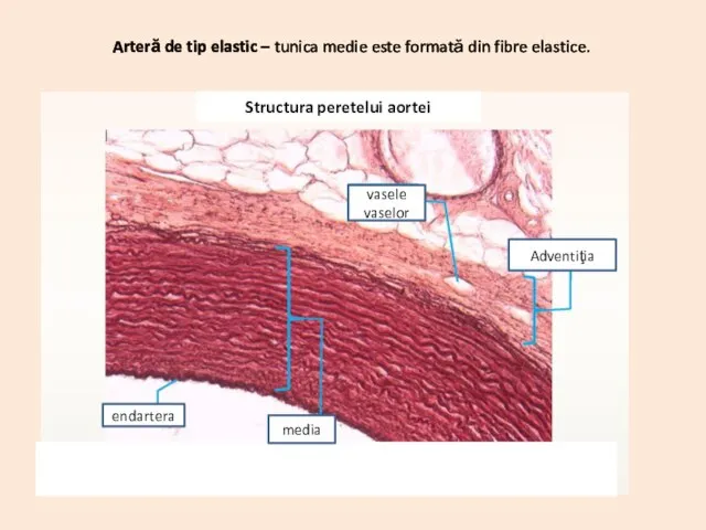 vasele vaselor Adventiţia media endartera Structura peretelui aortei Arteră de tip