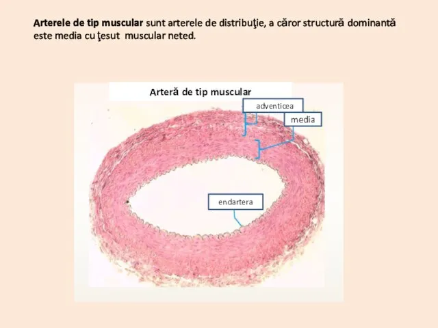 Adventicea Media Endartera Arteră de tip muscular endartera media aadventicea Arterele