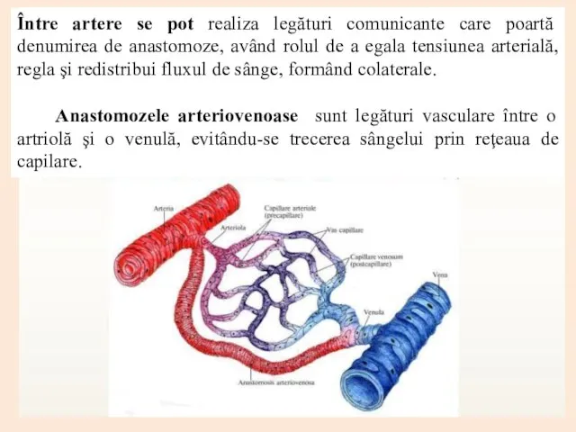 Între artere se pot realiza legături comunicante care poartă denumirea de