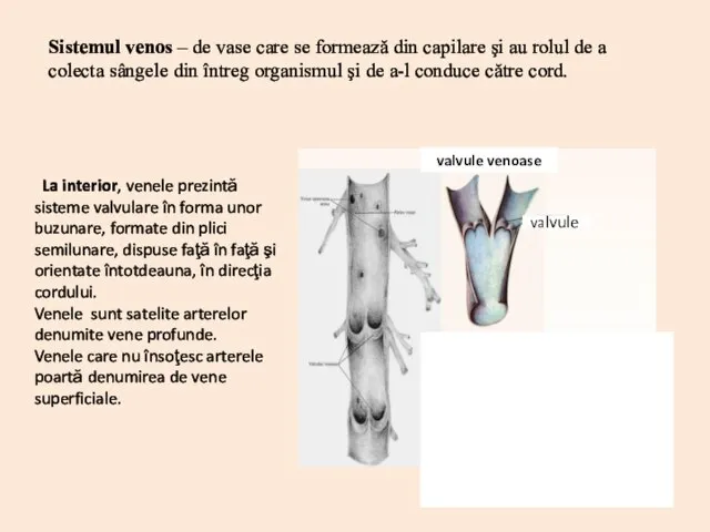 La interior, venele prezintă sisteme valvulare în forma unor buzunare, formate