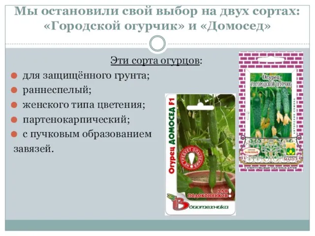 Мы остановили свой выбор на двух сортах: «Городской огурчик» и «Домосед»