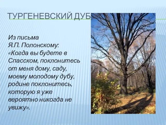 ТУРГЕНЕВСКИЙ ДУБ Из письма Я.П. Полонскому: «Когда вы будете в Спасском,