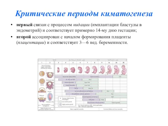 Критические периоды киматогенеза первый связан с процессом нидации (имплантации бластулы в