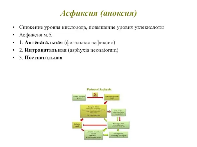 Асфиксия (аноксия) Снижение уровня кислорода, повышение уровня углекислоты Асфиксия м.б. 1.