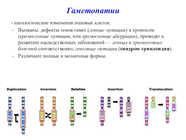 Гаметопатии - патологические изменения половых клеток: Вызваны: дефекты генов гамет (генные