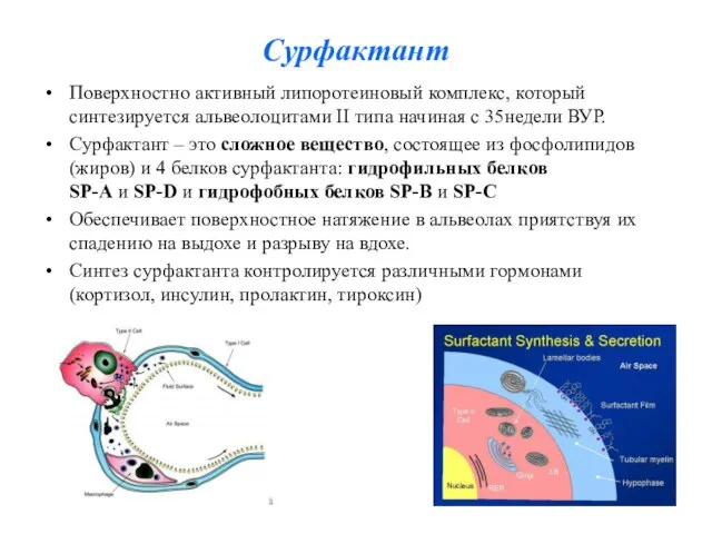 Сурфактант Поверхностно активный липоротеиновый комплекс, который синтезируется альвеолоцитами II типа начиная