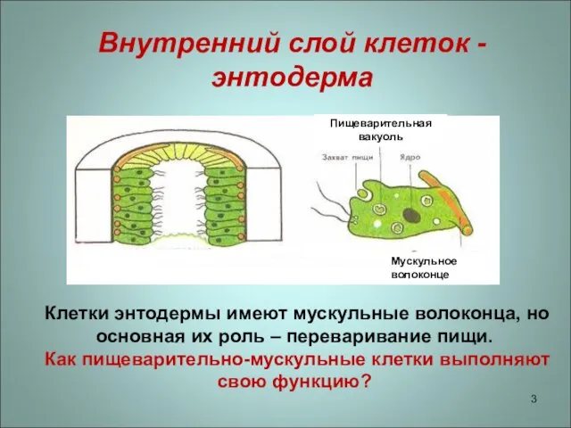 Внутренний слой клеток - энтодерма Клетки энтодермы имеют мускульные волоконца, но