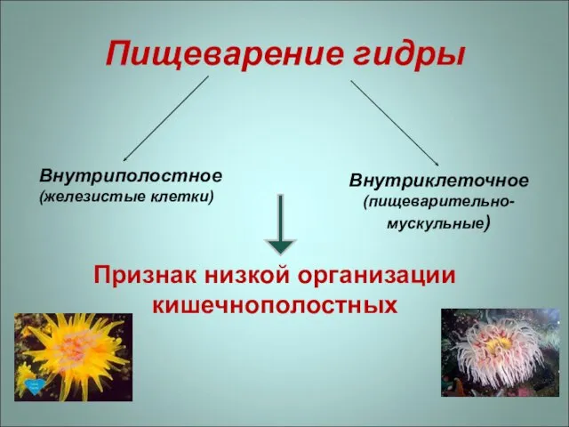 Пищеварение гидры Внутриполостное (железистые клетки) Внутриклеточное (пищеварительно-мускульные) Признак низкой организации кишечнополостных