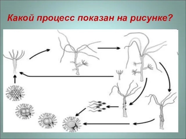 Какой процесс показан на рисунке?