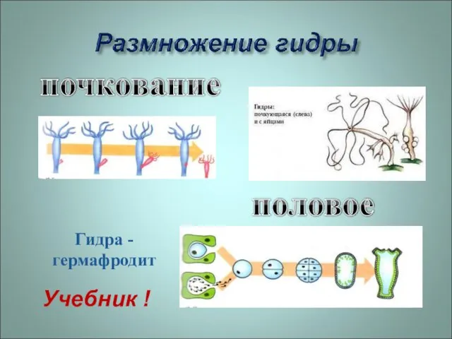 Гидра - гермафродит Учебник !
