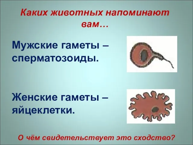 Каких животных напоминают вам… Мужские гаметы – сперматозоиды. Женские гаметы –