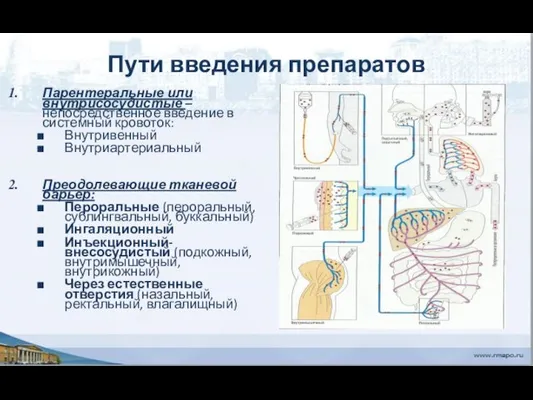 Пути введения препаратов Парентеральные или внутрисосудистые – непосредственное введение в системный