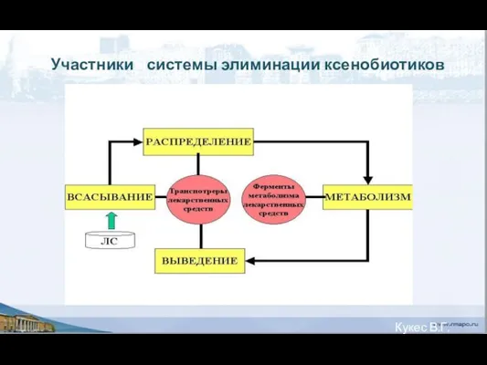 Кукес В.Г. 2003 «Участники» системы элиминации ксенобиотиков