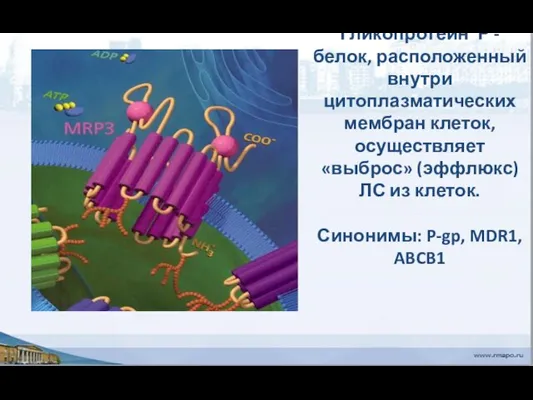 Гликопротеин Р - белок, расположенный внутри цитоплазматических мембран клеток, осуществляет «выброс»