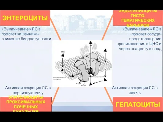 ЭНТЕРОЦИТЫ ЭПИТЕЛИОЦИТЫ ПРОКСИМАЛЬНЫХ ПОЧЕЧНЫХ КАНАЛЬЦЕВ ГЕПАТОЦИТЫ ЭНДОТЕЛИОЦИТЫ ГИСТО-ГЕМАТИЧЕСКИХ БАРЬЕРОВ «Выкачивание» ЛС