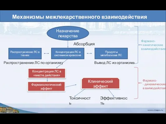 Механизмы межлекарственного взаимодействия Назначение лекарства Абсорбция Концентрация ЛС в системном кровотоке