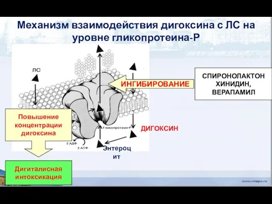 СПИРОНОЛАКТОН ХИНИДИН, ВЕРАПАМИЛ Механизм взаимодействия дигоксина с ЛС на уровне гликопротеина-Р