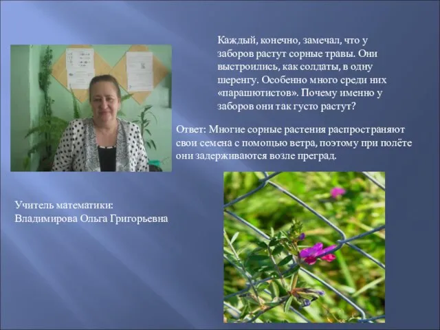 Каждый, конечно, замечал, что у заборов растут сорные травы. Они выстроились,