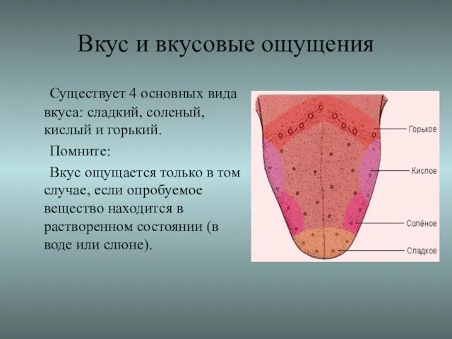 Вкус и вкусовые ощущения Существует 4 основных вида вкуса: сладкий, соленый,