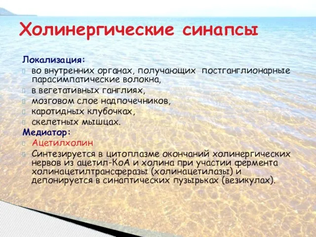 Локализация: во внутренних органах, получающих постганглионарные парасимпатические волокна, в вегетативных ганглиях,