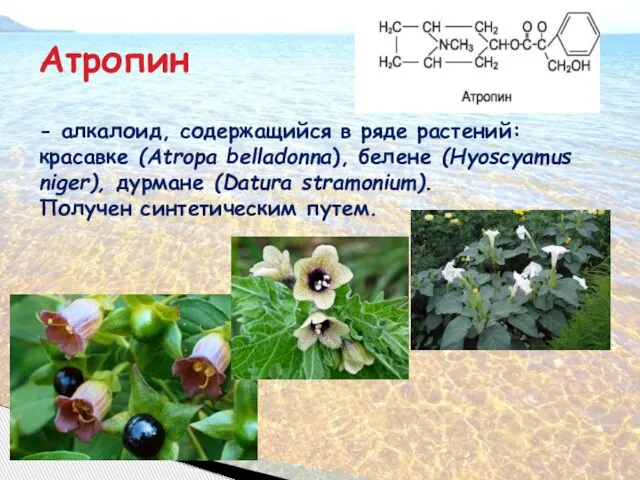 Атропин - алкалоид, содержащийся в ряде растений: красавке (Atropa belladonna), белене