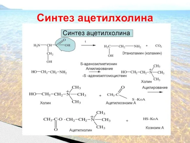 Синтез ацетилхолина