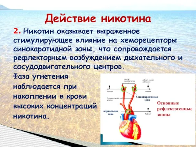 Действие никотина 2. Никотин оказывает выраженное стимулирующее влияние на хеморецепторы синокаротидной