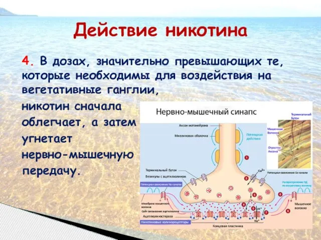 Действие никотина 4. В дозах, значительно превышающих те, которые необходимы для