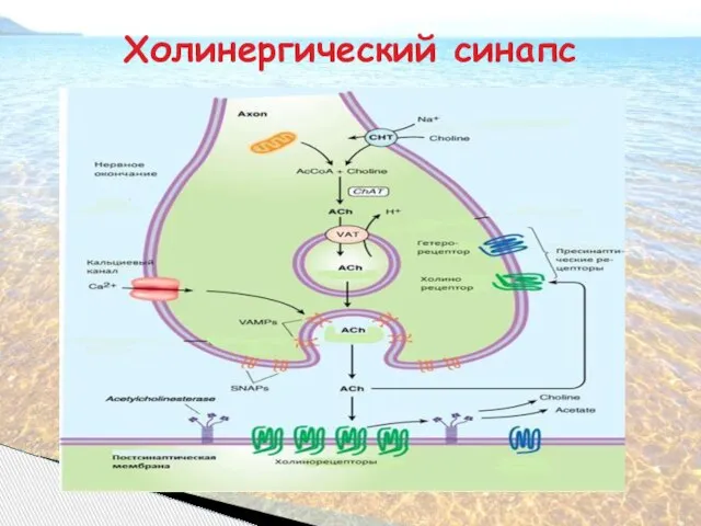 Холинергический синапс